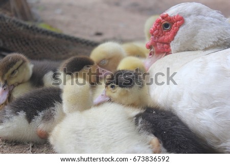 Mother duck with duck