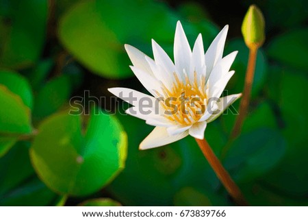 Lotus is a pure flower. A sacred flower And a sacred flower.