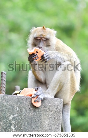monkey(Wat Thum Sua ) Thailand,Krabi