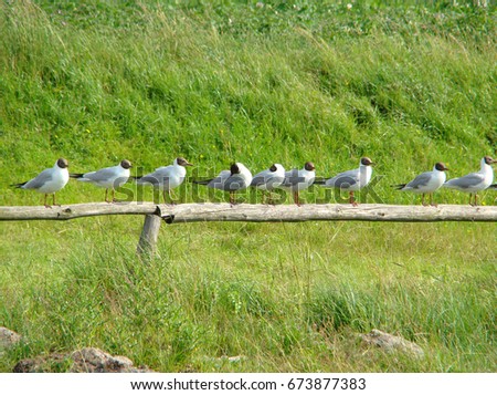 The gulls are sitting on a fence with a row                               