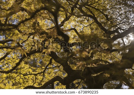 Colorful and windy Japanese maple tree in a Japanese Garden