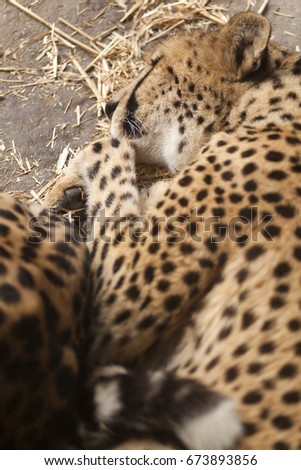 Sleeping cheetah with focus on spotted fur