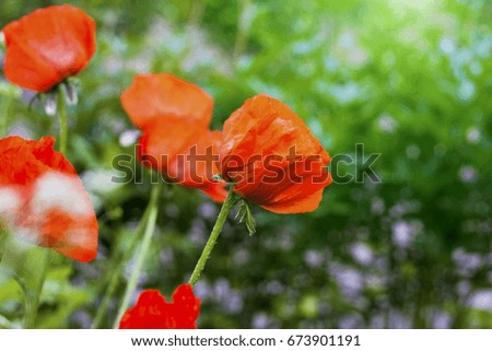 Red poppies on a green background. Trend toning. 
