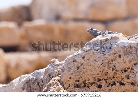 Desert lizard close up portrait on hot dry stones in archaeological site roman ruins in israel