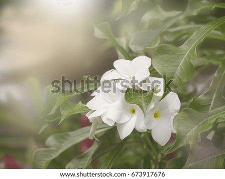 A white frangipani flower.