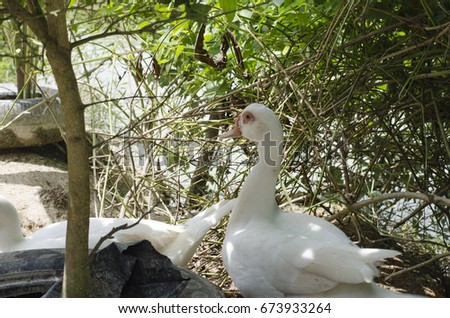 white cute duck standing the pond under bright sunlight at sunny day