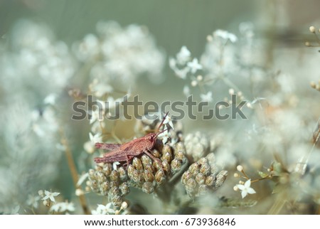 Grasshopper in dream garden, spring blooming flowers on the beautiful field .
