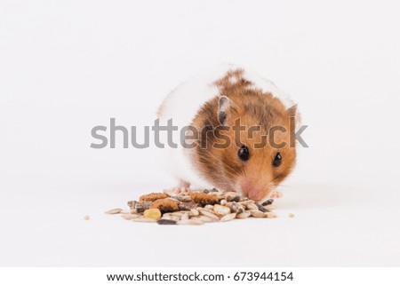 A hamster uses grain. Isolated on white background. Animal.