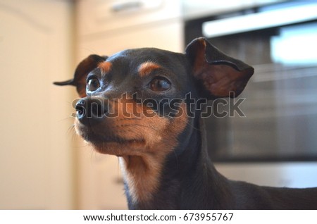 German dog breed - Miniature pinscher dog  Royalty-Free Stock Photo #673955767