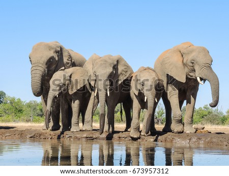 Elephant Royalty-Free Stock Photo #673957312