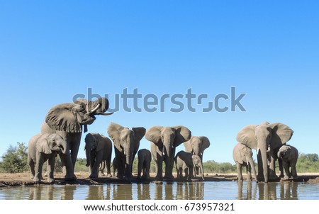 Elephant Royalty-Free Stock Photo #673957321