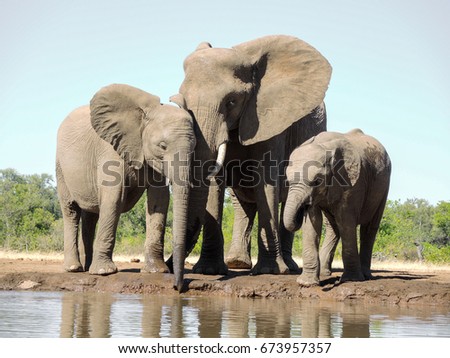 Elephant Royalty-Free Stock Photo #673957357