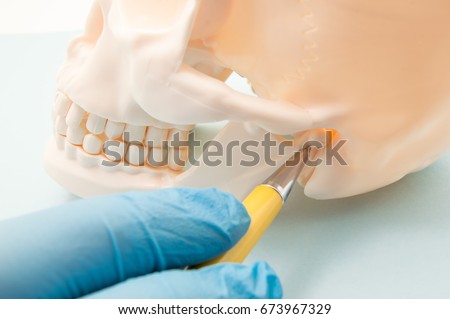 Temporomandibular joint (TMJ, joint of the lower jaw) and the ear canal. The physician indicates on the mandibular joint or human ear bone canal as the source of the  symptom, pain or illness  Royalty-Free Stock Photo #673967329