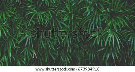 Green Leaves Background,soft and vintage color tone.
