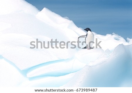 AdÃ©lie Penguin (Pygoscelis adeliae) on glacier
