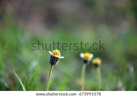  Coatbuttons or Mexican Daisy , a weed that have beautiful flowers especially in an early morning  day.Scientific name; Tridax procumbens )
