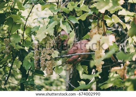 A farmer is harvesting grapes in a vineyard in Kakheti region, Georgia. Toned picture