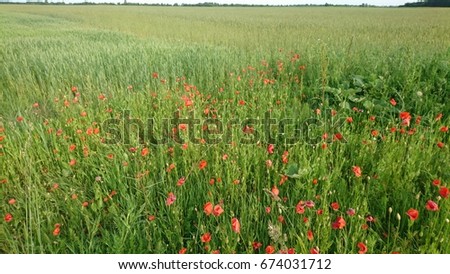Field with little poppies