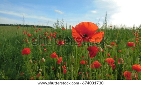 Smell of summer: red poppies