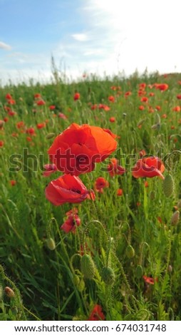 Poppies in field in Lithuania