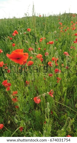 Poppies in green meadow
