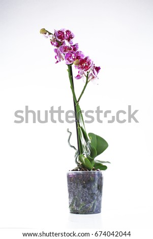 Purple orchid. The Orchidaceae are a diverse and widespread family of flowering plants, with blooms that are often colourful and fragrant, commonly known as the orchid family.