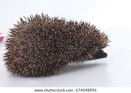 edgehog quill closeup. 
hedgehog spike spikes quills as texture background.  Hedgehog is any of the spiny mammals of the subfamily Erinaceinae, in the eulipotyphlan family Erinaceidae.