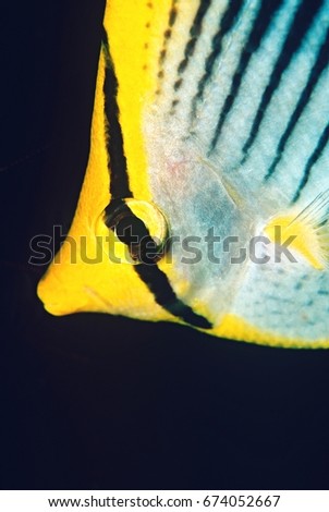 Raja Ampat, Indonesia, Pacific Ocean, spot-tail butterflyfish (Chaetodon ocellicaudus), close-up