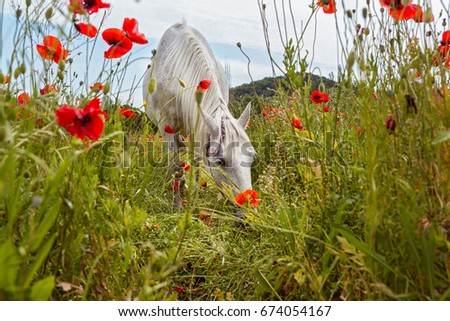 Beautiful white horse grazing among the blooming poppy fields