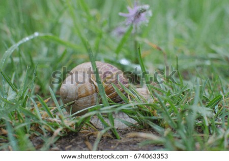 Snail in the grass