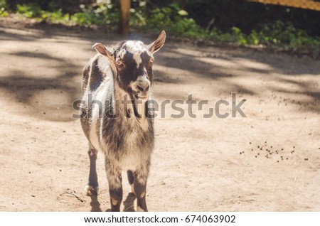 a goat at the zoo.
