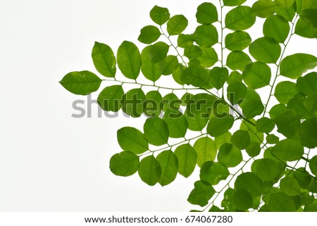 Green leaf isolated image on white background (Silhouette)