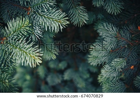 Fir tree brunch close up. Shallow focus. Fluffy fir tree brunch close up. Christmas wallpaper concept. Copy space. Royalty-Free Stock Photo #674070829