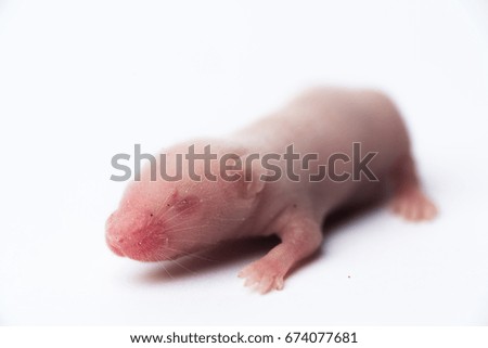 White little mouse on a white background, laboratory mouse