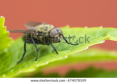 Pollenia rudis, the common cluster fly Royalty-Free Stock Photo #674078509