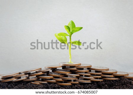 Plant growing out of coins money , Business finance save money for investment concept