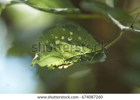 Worm-eaten leaf