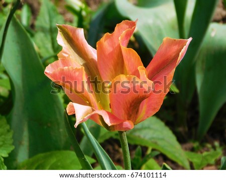 Orange tulip macro photo.