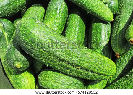 Raw Pickles as background. Green raw pickle texture pattern. 
pickled cucumber,

