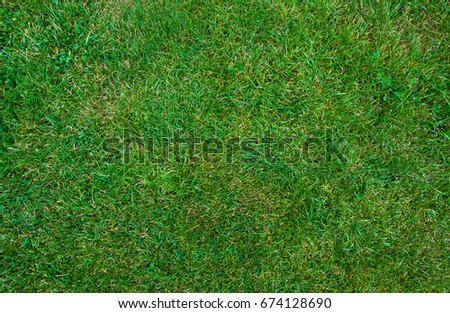 Mid-high lawn texture. Park lawn texture. Top view, overhead shot. Grassplot surface backdrop. Divet underlay, decorative background. Grass home screen. Green lawn desktop picture.