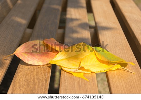 Amazing autumn leaves background with copyspace for text.
Yellow, red and orange leaves on wooden bench with natural background. Image also for: autumnal leaf isolated.