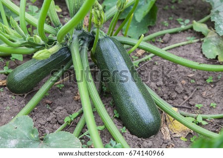 Courgette plant (Cucurbita pepo) with green fruits growing in the garden bed outdoors Royalty-Free Stock Photo #674140966