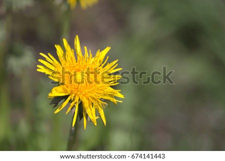 Dandelion, yellow flower in a meadow