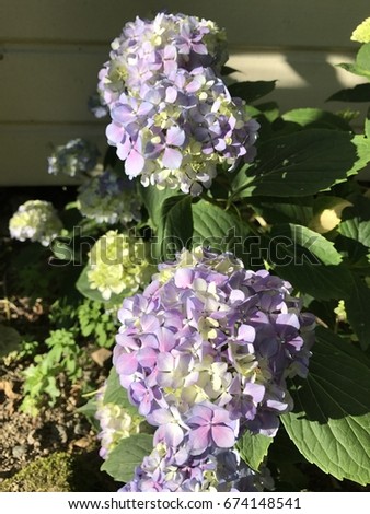 Wild hydrangea in natural franch garden at summer time with blue and light purple color. Picture from nature.