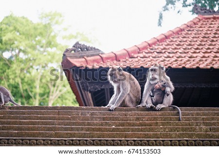 Macaque family in Monkey Forest, Ubud Bali Indonesia.