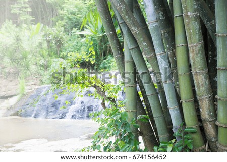 Group of green bamboo trees are combined at blurred waterfalls in tropical forest. Bamboo patterns, stains and details of bamboo, which have different shades according to age.Nature Background.