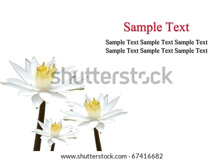 Isolated lotus white