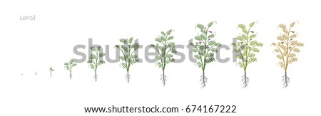 Lentil Soybean Lens culinaris. Growth stages vector illustration Royalty-Free Stock Photo #674167222