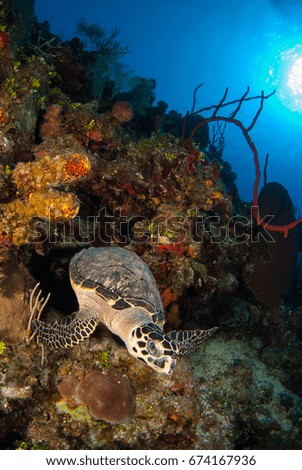 A hawksbill turtle inspecting the coral on a healthy reef in the Cayman Islands. This reptile is a vital part of a delicate ecosystem that keeps this delightful section of underwater world alive.
