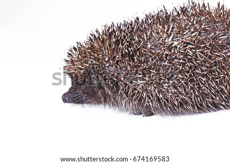 Cute wild hedgehog on isolated white background.  Hedgehog is any of the spiny mammals of the subfamily Erinaceinae, in the eulipotyphlan family Erinaceidae.